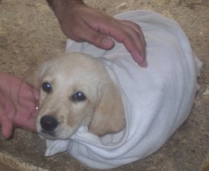 Bruno after his 1st bath.